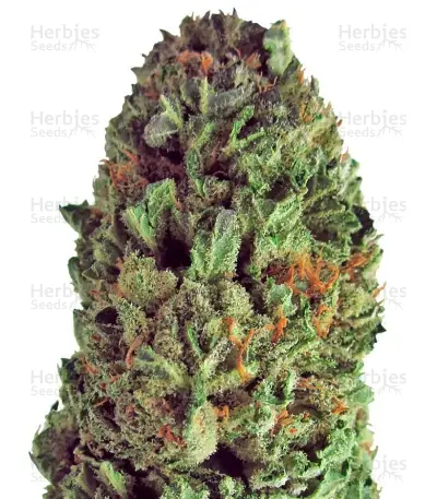 Budzilla Seeds — product photo
