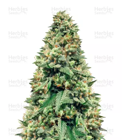 Buford OG Seeds — product photo