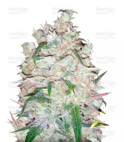 Bulk Smash Auto Seeds — product photo