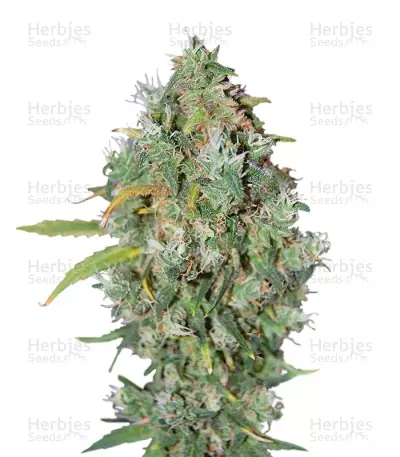 Burmese Kush Seeds — product photo