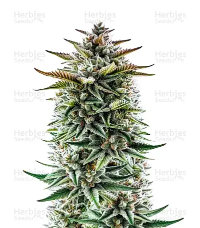Buzz Bomb Seeds — product photo