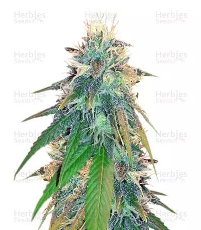Buzz Light Gear Seeds — product photo