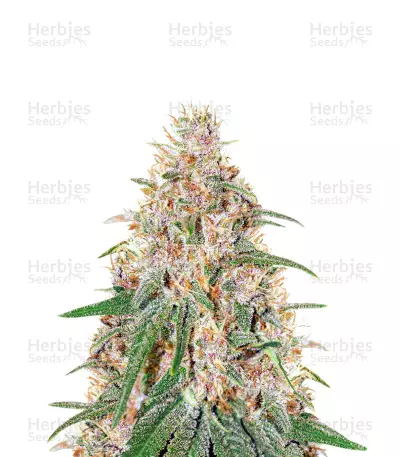 C-Vibez Seeds — product photo