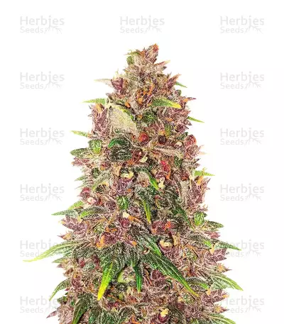 C4 Auto Seeds — product photo