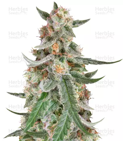 C99 Seeds — product photo