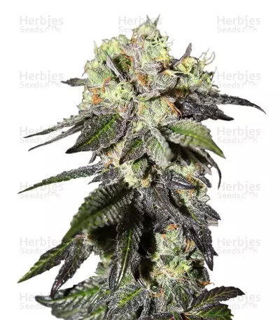 Caboose Seeds — product photo