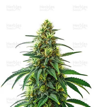 Café Racer Auto Seeds — product photo