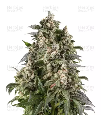 Café Racer Seeds (BlimBurn Seeds) — product photo