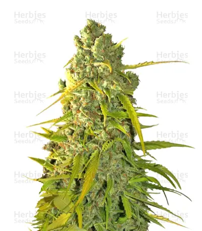 Calamity Jane Auto Seeds — product photo