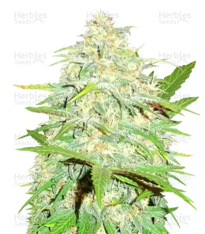 Cali Gangsta Kush Seeds — product photo