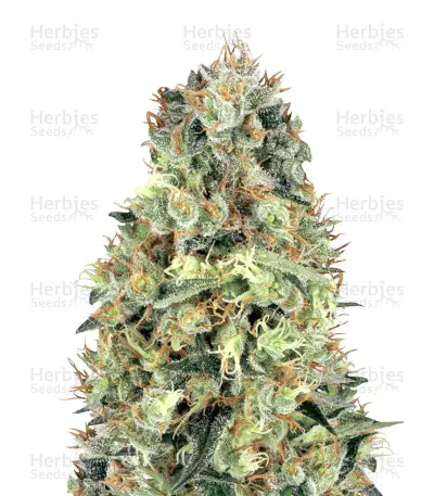 Cali Orange Bud Seeds — product photo