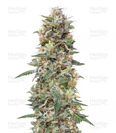 California Kush Seeds — product photo