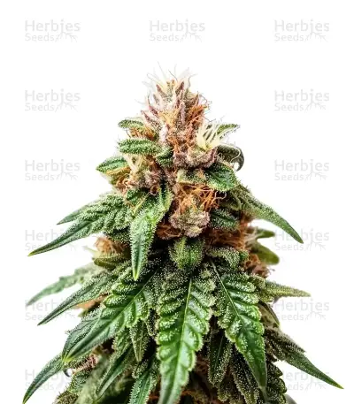 California Orange Cheese Seeds — product photo