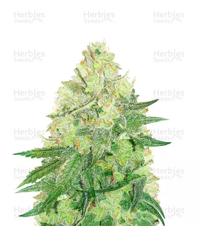 Californian Gold Seeds — product photo