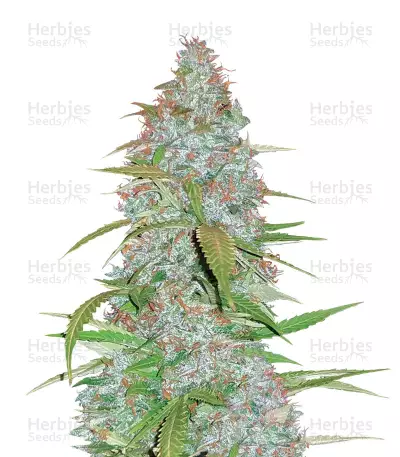 Californian Snow Auto Seeds — product photo