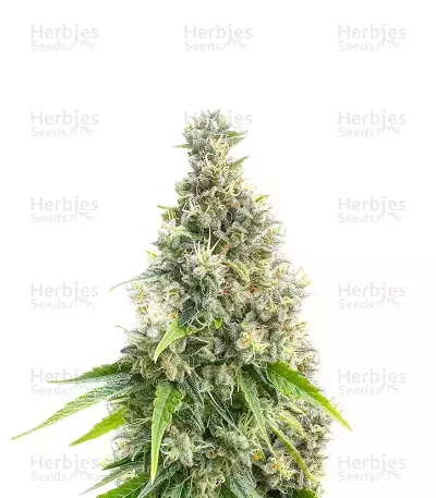Candy Cane Mango Seeds (Seedkeepers) — product photo