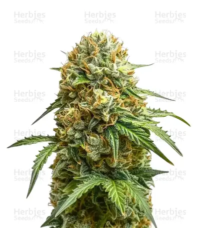 Candy Caramelo Seeds — product photo