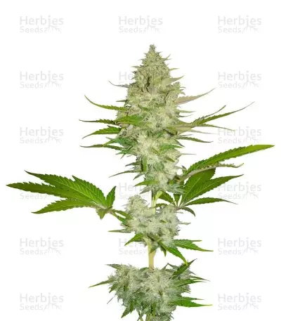 Candy Kush Express Seeds (Fast Flowering) (RQS) — product photo