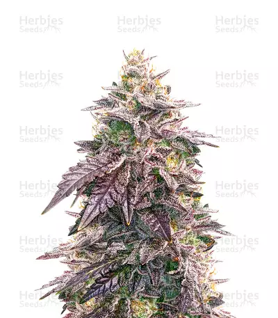 Candy Kush (Herbies Seeds) — product photo