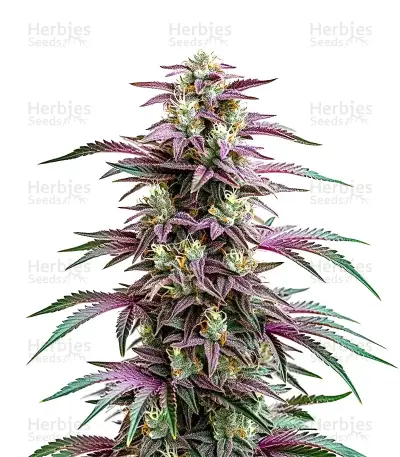 Candyland Peyote Seeds — product photo