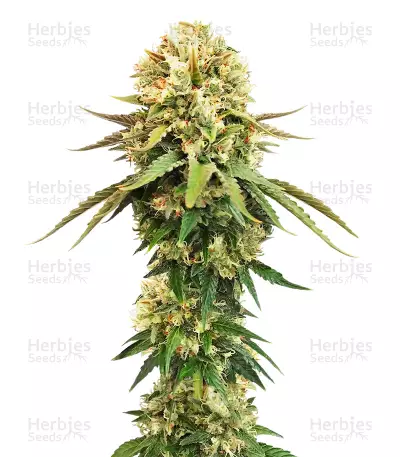 Cannalope Kush Seeds — product photo