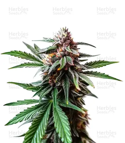 Cap Junky Seeds — product photo