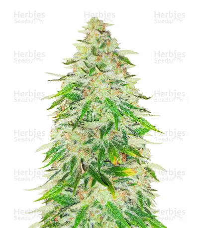WiFi Kush Feminized Seeds (AlphaFem Seeds) — product photo