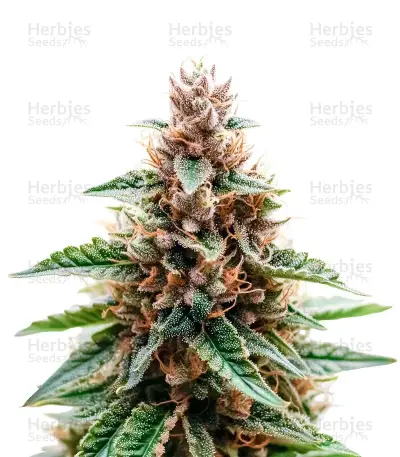 CBD 3D Seeds — product photo