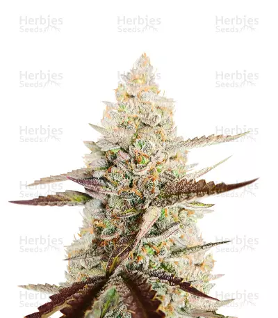 CBD Amnesia (1:1) (Herbies Seeds) — product photo