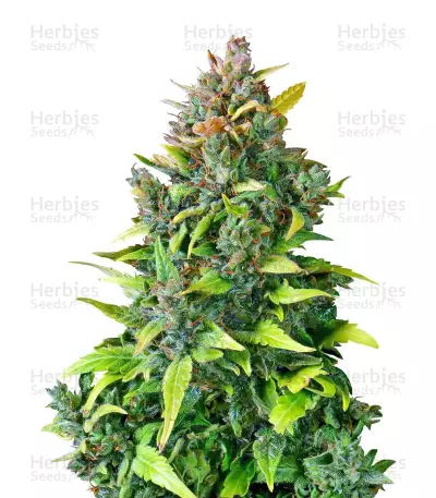 CBD Auto 20:1 Seeds — product photo