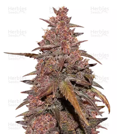 CBD Auto Blackberry Kush Seeds — product photo