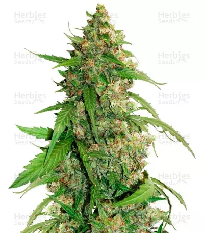 CBD Auto Compassion Lime Seeds — product photo