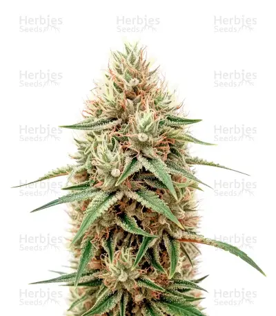 CBD Bomb Seeds — product photo