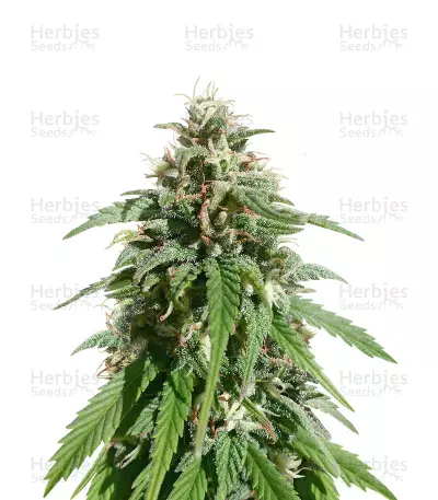 CBD Caramel Seeds — product photo