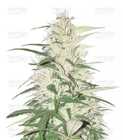 CBD Cherry Kush Seeds — product photo