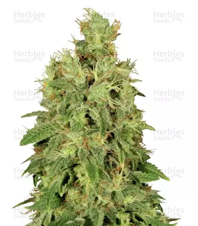 CBD-Chronic Seeds — product photo