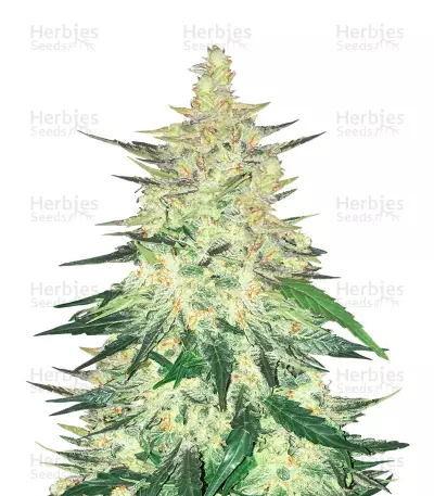 CBD Auto 1:1 — product photo