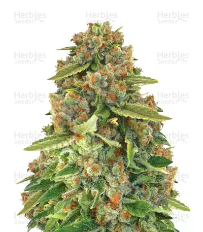 CBD+ Critical #47 Seeds — product photo