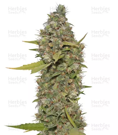 CBD Critical Cure Seeds — product photo