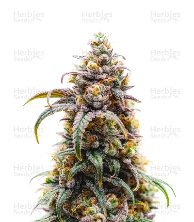 CBD D Diesel Seeds — product photo