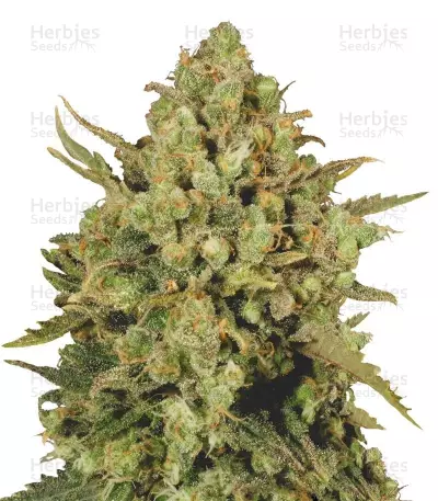 CBD-enriched Warlock Seeds — product photo