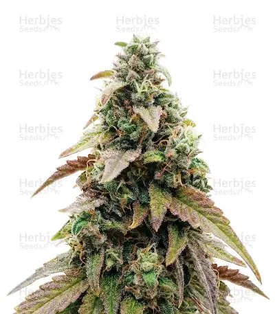 CBD Hammer Shark Seeds — product photo