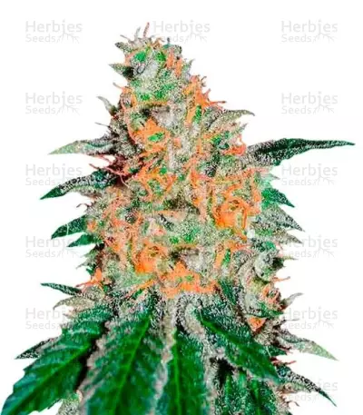 CBD JAM Seeds — product photo