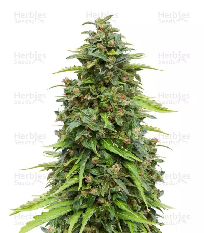 CBD Lemon Potion Auto Seeds — product photo