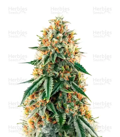 CBD Mazar Seeds — product photo