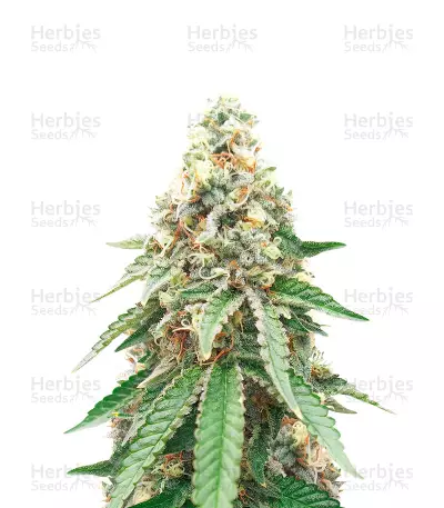 CBD OG Kush (1:15) (CBD: 15% THC: <1%) (Herbies Seeds) — product photo