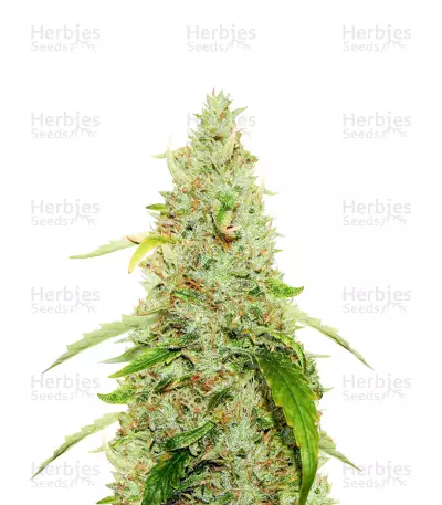CBD PH Seeds — product photo
