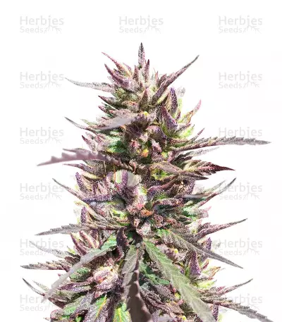 CBD Terra Italia Seeds — product photo