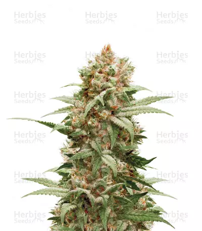 CBG-Force Seeds — product photo
