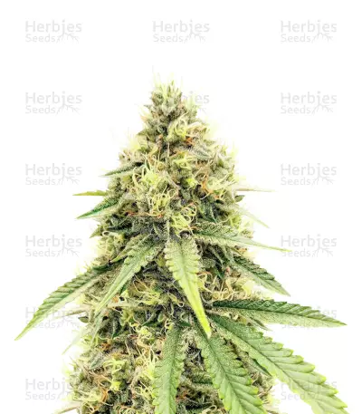 Cement Shoes (Herbies Seeds) — product photo